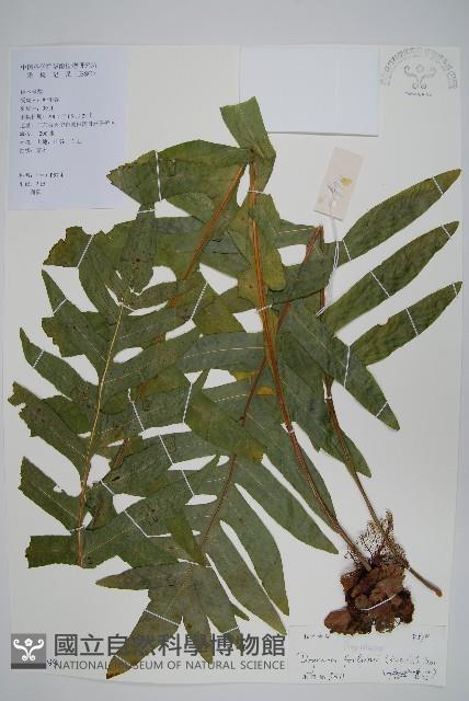 槲蕨藏品圖，第1張