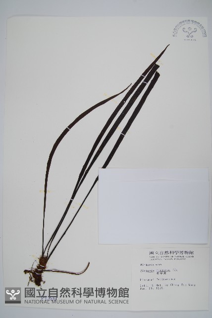 書帶蕨藏品圖，第1張