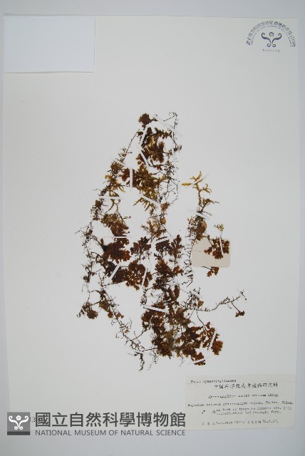 華南膜蕨藏品圖，第1張