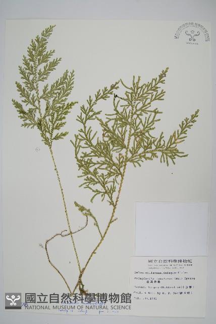 異葉卷柏藏品圖，第1張