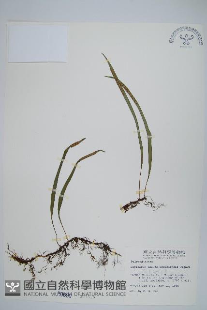 擬烏蘇里瓦葦藏品圖，第1張