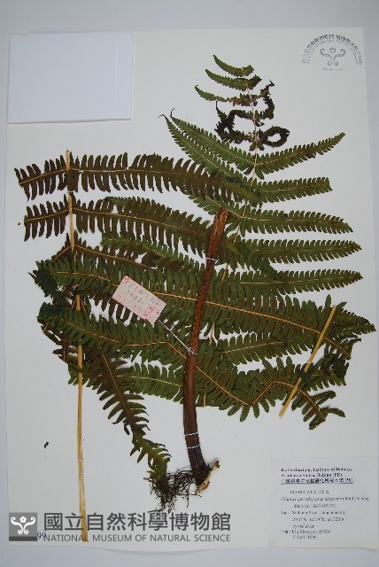 方桿蕨藏品圖，第1張