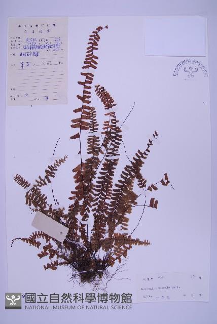 生芽鐵角蕨藏品圖，第1張