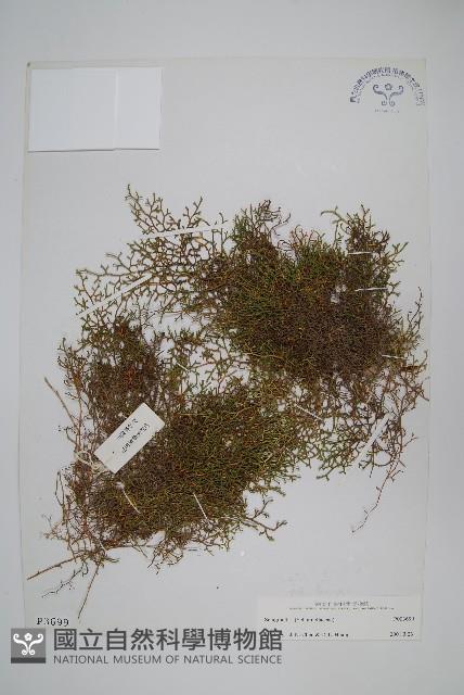 登錄號:P003699藏品圖，第1張