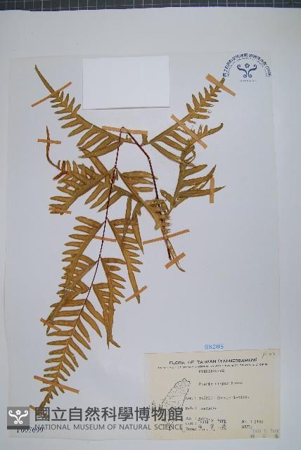 天草鳳尾蕨藏品圖，第1張