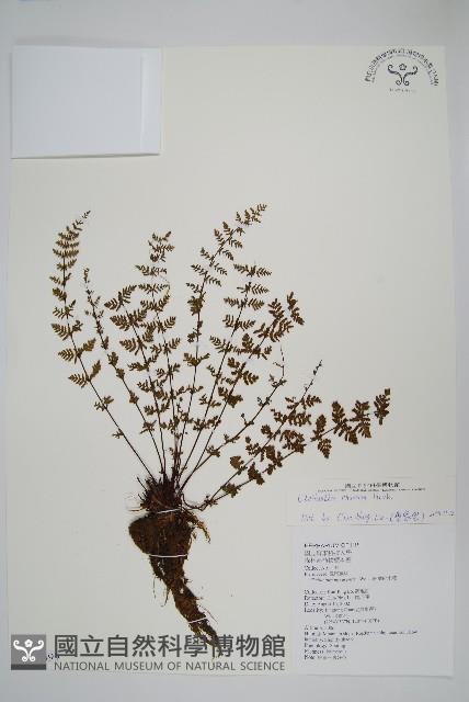 細葉碎米蕨藏品圖，第1張