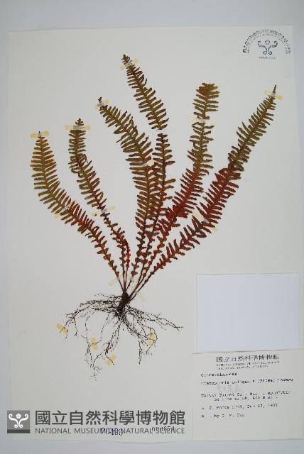 密毛蒿蕨藏品圖，第1張