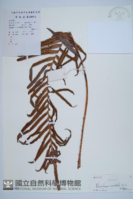 烏毛蕨藏品圖，第1張