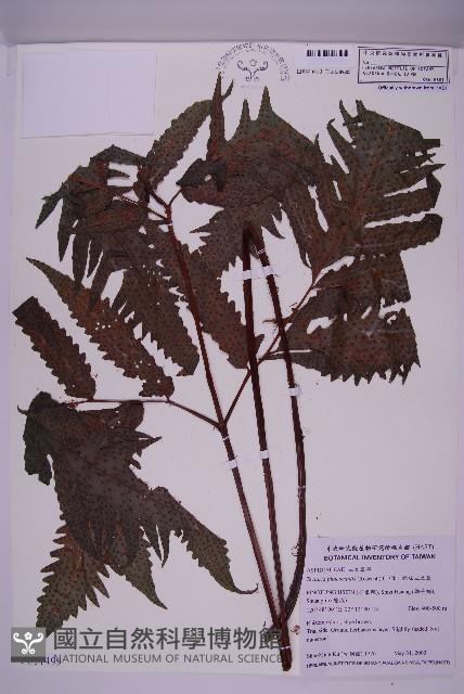 蛇脈三叉蕨藏品圖，第1張