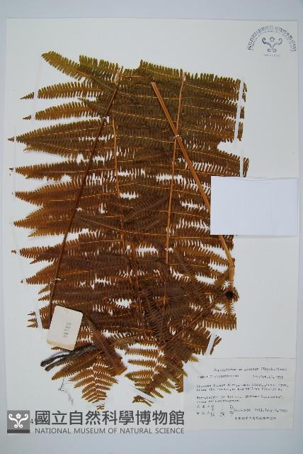 裡白藏品圖，第1張