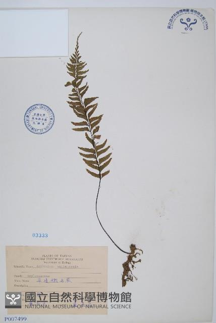 單邊鐵角蕨藏品圖，第1張