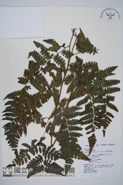 德氏雙蓋蕨藏品圖，第1張