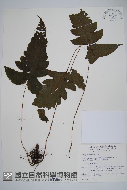 威氏聖蕨藏品圖，第1張