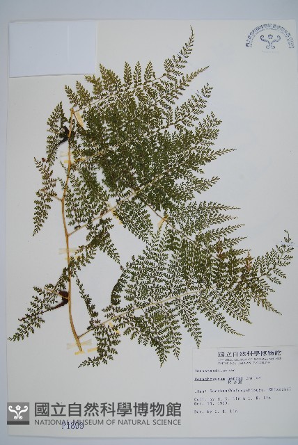 稀子蕨藏品圖，第1張