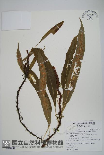 波氏星蕨藏品圖，第1張