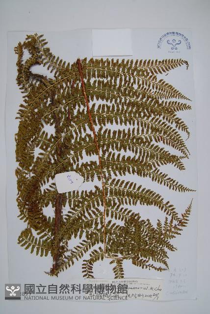 紅褐鱗毛蕨藏品圖，第1張