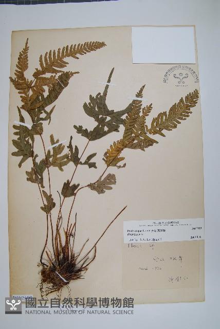 天草鳳尾蕨藏品圖，第1張