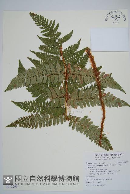 闊鱗鱗毛蕨藏品圖，第1張