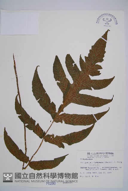 假腸蕨藏品圖，第1張