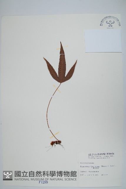 三葉茀蕨藏品圖，第1張