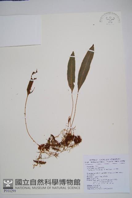 爪哇舌蕨藏品圖，第1張