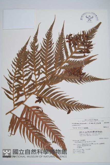 東方狗脊蕨藏品圖，第1張