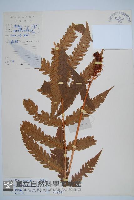 日本狗脊蕨藏品圖，第1張