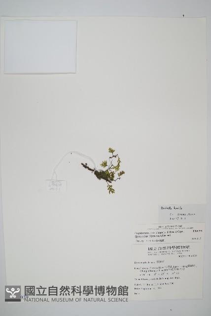 厚邊蕨藏品圖，第1張