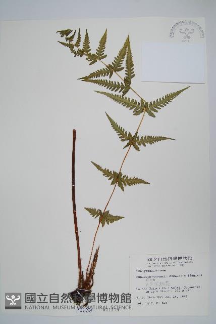 光囊紫柄蕨藏品圖，第1張