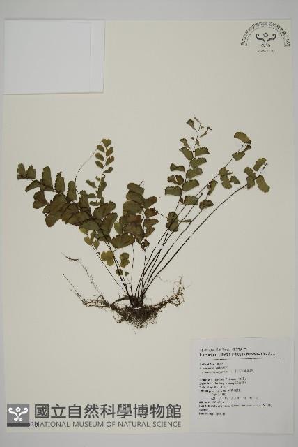 半月形鐵線蕨藏品圖，第1張