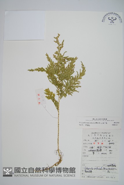 江南卷柏藏品圖，第1張