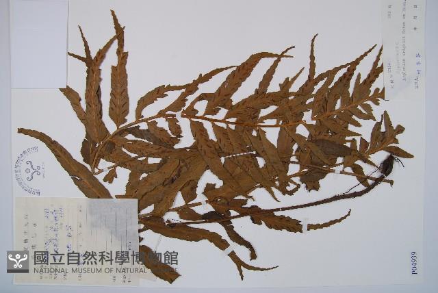 萊氏鐵角蕨藏品圖，第1張