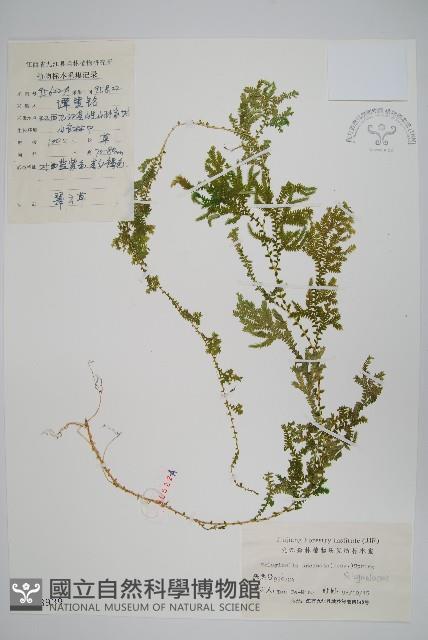 翠雲草、藍草藏品圖，第1張