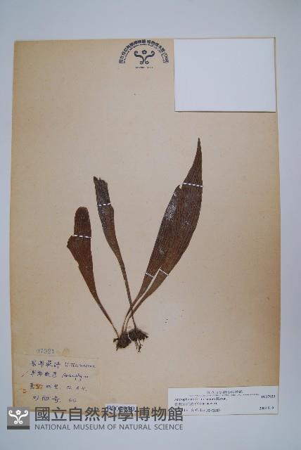 臺灣車前蕨藏品圖，第1張