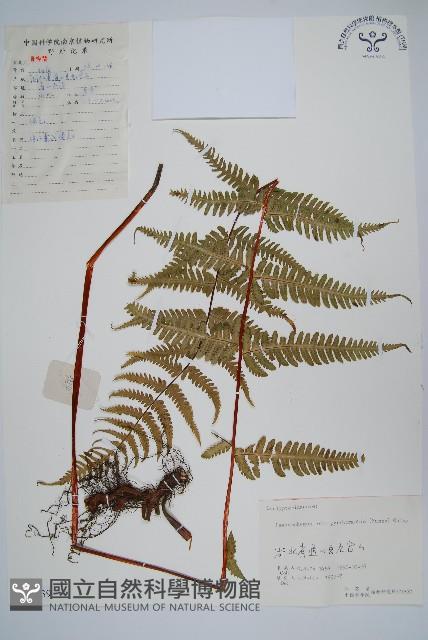 紫柄蕨藏品圖，第1張