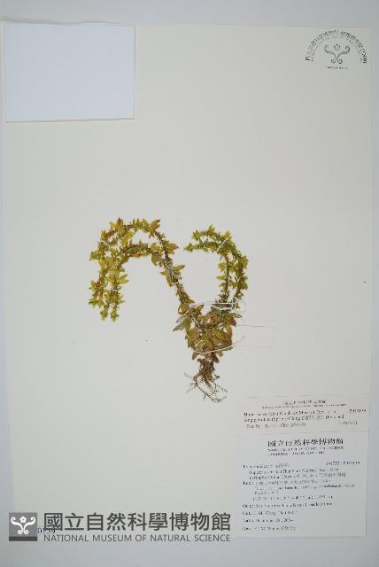 長柄千層塔藏品圖，第1張