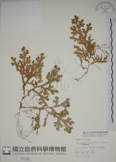生根卷柏藏品圖，第1張