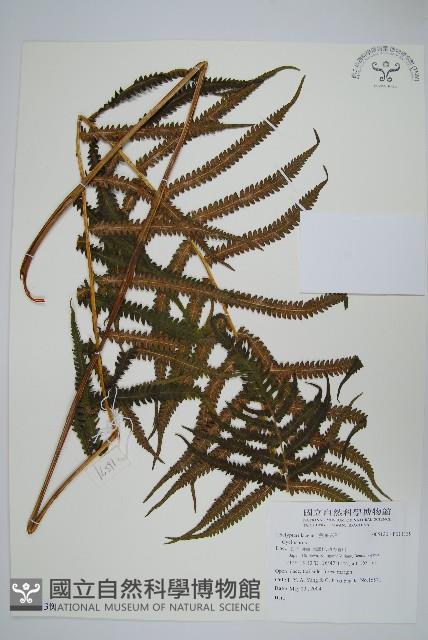 登錄號:P011139藏品圖，第1張