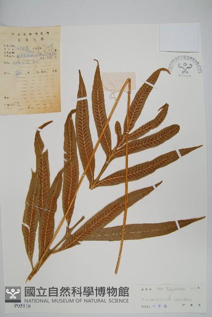 大線蕨藏品圖，第1張