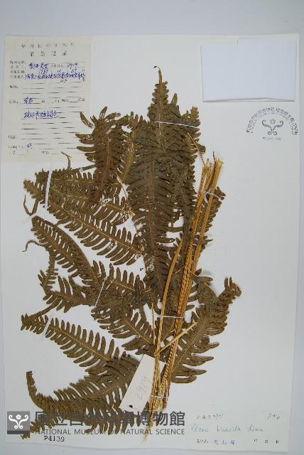 弧脈鳳尾蕨藏品圖，第1張