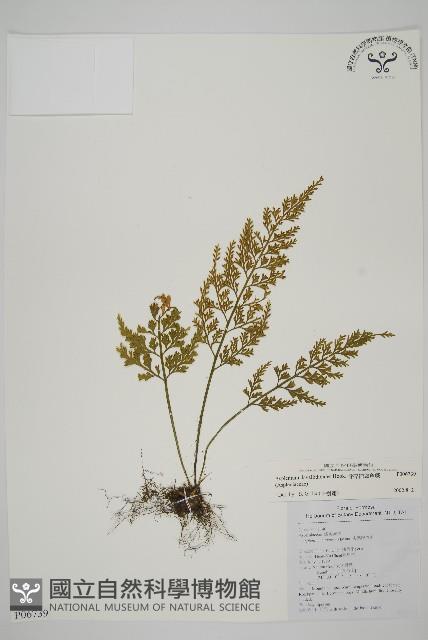 Accession Number:P006739 Collection Image, Figure 1, Total 5 Figures