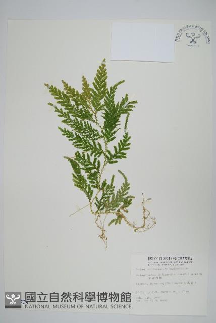 全緣卷柏藏品圖，第1張