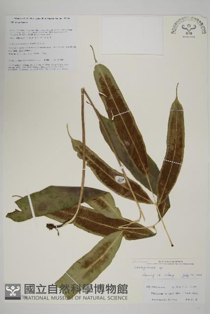 登錄號:P010739藏品圖，第1張