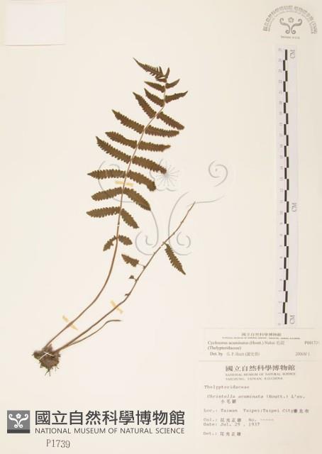 毛蕨藏品圖，第1張