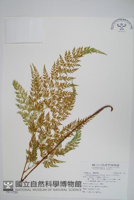 日本金粉蕨藏品圖，第1張