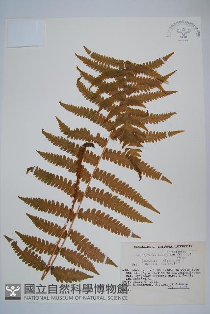 登錄號:P005739藏品圖，第1張