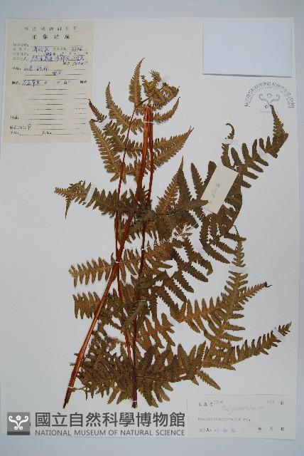 登錄號:P004739藏品圖，第1張