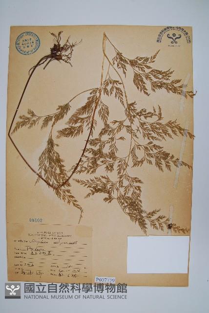 高山金粉蕨藏品圖，第1張