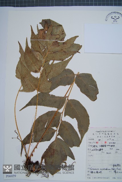 細齒貫眾蕨藏品圖，第1張