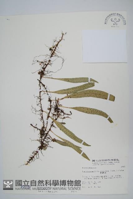 骨牌蕨藏品圖，第1張